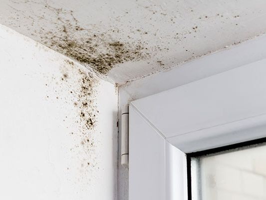 Dark mold growth in the corner of a wall and window frame caused by persistent damp